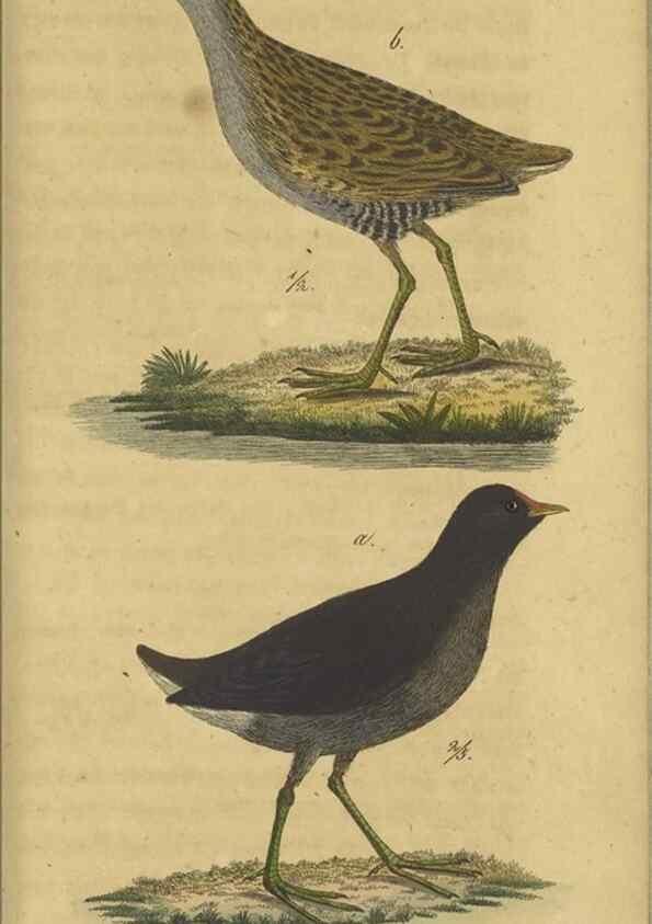 Reproducción/Reproduction 47855935591: Fauna Boica oder gemeinnützige Naturgeschichte der Thiere Bayerns.. Nürnberg :In der E.H. Zeh'schen Buchhandlung,1835.. 