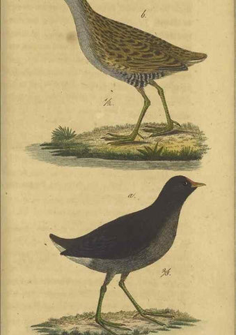 Reproducción/Reproduction 47855935591: Fauna Boica oder gemeinnützige Naturgeschichte der Thiere Bayerns.. Nürnberg :In der E.H. Zeh'schen Buchhandlung,1835.. 