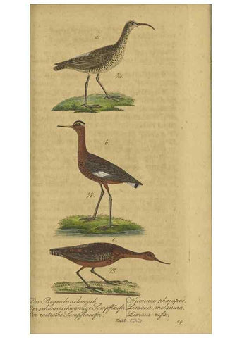 Reproducción/Reproduction 47803754842: Fauna Boica oder gemeinnützige Naturgeschichte der Thiere Bayerns.. Nürnberg :In der E.H. Zeh'schen Buchhandlung,1835.. 