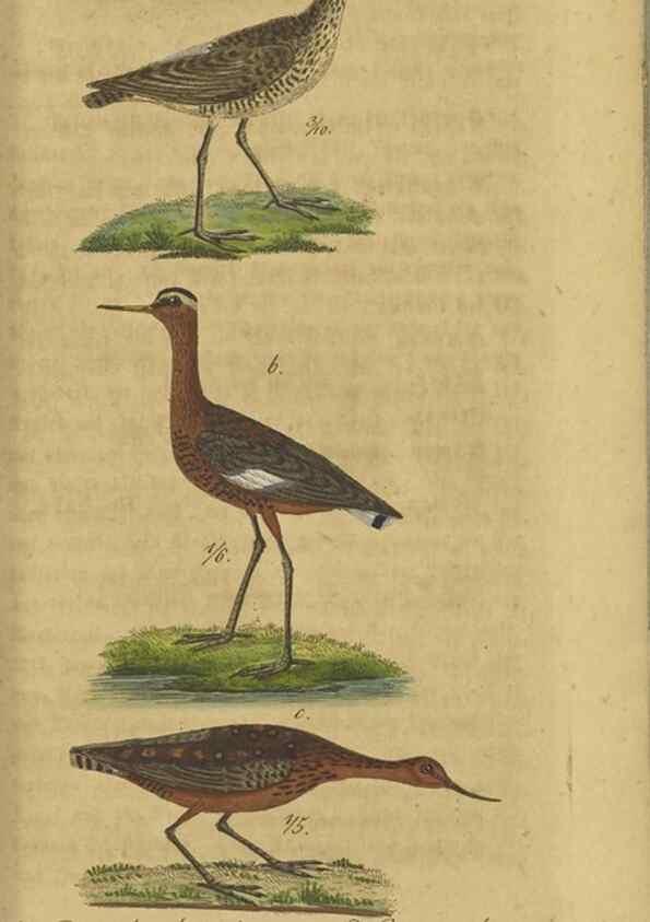 Reproducción/Reproduction 47803754842: Fauna Boica oder gemeinnützige Naturgeschichte der Thiere Bayerns.. Nürnberg :In der E.H. Zeh'schen Buchhandlung,1835.. 