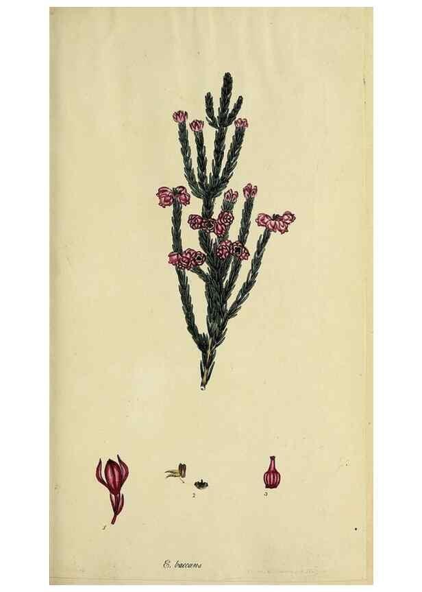 Reproducción/Reproduction 46954154015: The heathery, or, A monograph of the genus Erica :. London :Henry G. Bohn,1845.. 