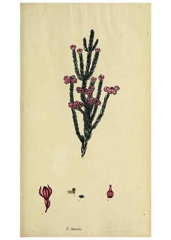 Reproducción/Reproduction 46954154015: The heathery, or, A monograph of the genus Erica :. London :Henry G. Bohn,1845.. 