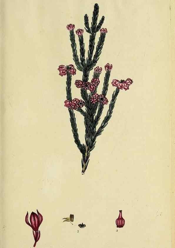 Reproducción/Reproduction 46954154015: The heathery, or, A monograph of the genus Erica :. London :Henry G. Bohn,1845.. 