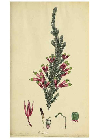 Reproducción/Reproduction 47080985984: The heathery, or, A monograph of the genus Erica :. London :Henry G. Bohn,1845.. 