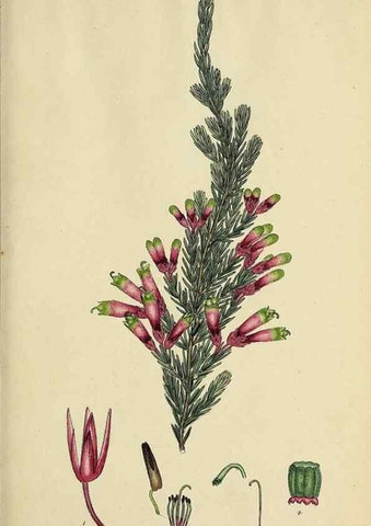 Reproducción/Reproduction 47080985984: The heathery, or, A monograph of the genus Erica :. London :Henry G. Bohn,1845.. 