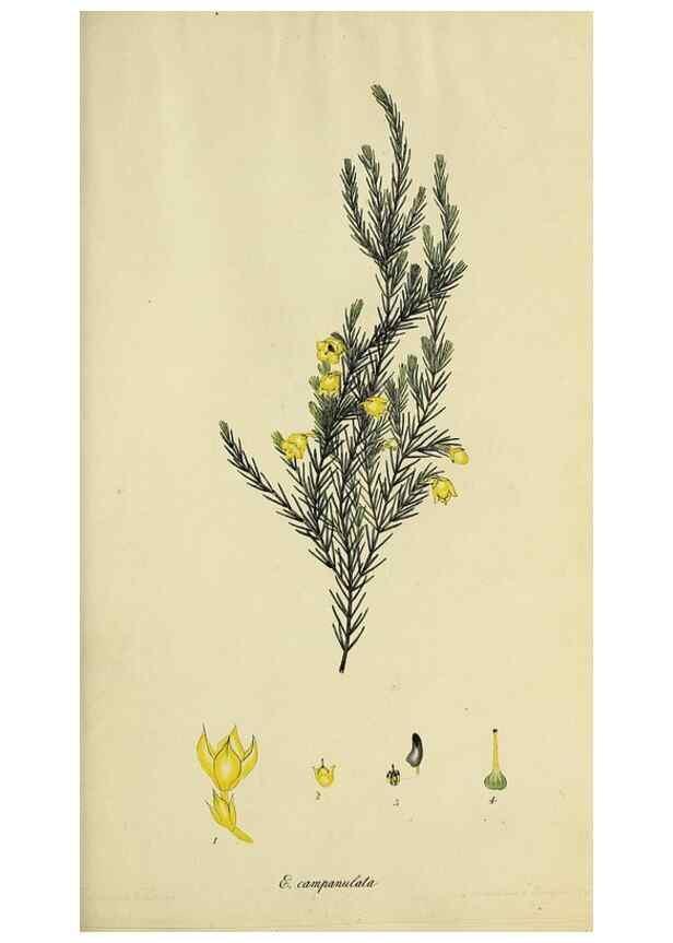Reproducción/Reproduction 40903848563: The heathery, or, A monograph of the genus Erica :. London :Henry G. Bohn,1845.. 