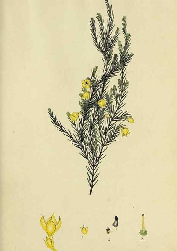 Reproducción/Reproduction 40903848563: The heathery, or, A monograph of the genus Erica :. London :Henry G. Bohn,1845.. 