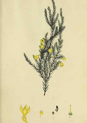 Reproducción/Reproduction 40903848563: The heathery, or, A monograph of the genus Erica :. London :Henry G. Bohn,1845.. 