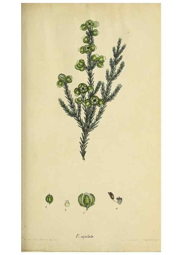 Reproducción/Reproduction 40903849153: The heathery, or, A monograph of the genus Erica :. London :Henry G. Bohn,1845.. 