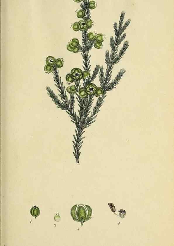 Reproducción/Reproduction 40903849153: The heathery, or, A monograph of the genus Erica :. London :Henry G. Bohn,1845.. 