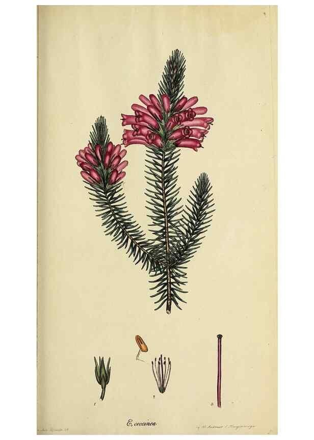 Reproducción/Reproduction 47818135392: The heathery, or, A monograph of the genus Erica :. London :Henry G. Bohn,1845.. 