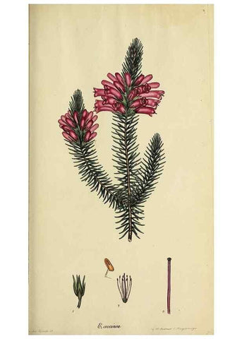 Reproducción/Reproduction 47818135392: The heathery, or, A monograph of the genus Erica :. London :Henry G. Bohn,1845.. 