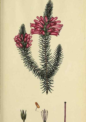 Reproducción/Reproduction 47818135392: The heathery, or, A monograph of the genus Erica :. London :Henry G. Bohn,1845.. 