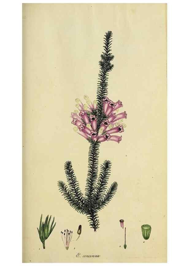 Reproducción/Reproduction 47870332661: The heathery, or, A monograph of the genus Erica :. London :Henry G. Bohn,1845.. 