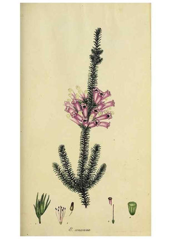 Reproducción/Reproduction 47870332661: The heathery, or, A monograph of the genus Erica :. London :Henry G. Bohn,1845.. 