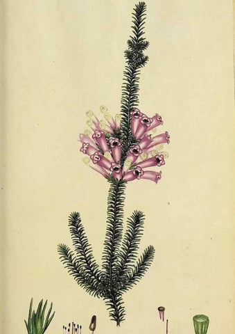 Reproducción/Reproduction 47870332661: The heathery, or, A monograph of the genus Erica :. London :Henry G. Bohn,1845.. 