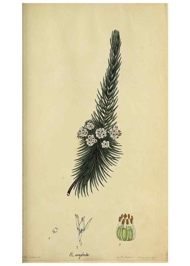 Reproducción/Reproduction 40903851483: The heathery, or, A monograph of the genus Erica :. London :Henry G. Bohn,1845.. 