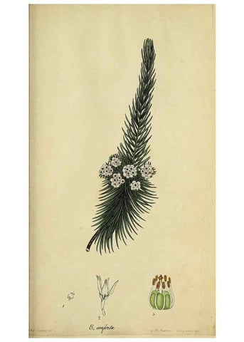 Reproducción/Reproduction 40903851483: The heathery, or, A monograph of the genus Erica :. London :Henry G. Bohn,1845.. 