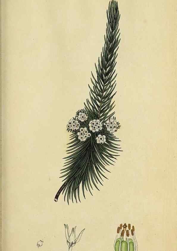 Reproducción/Reproduction 40903851483: The heathery, or, A monograph of the genus Erica :. London :Henry G. Bohn,1845.. 