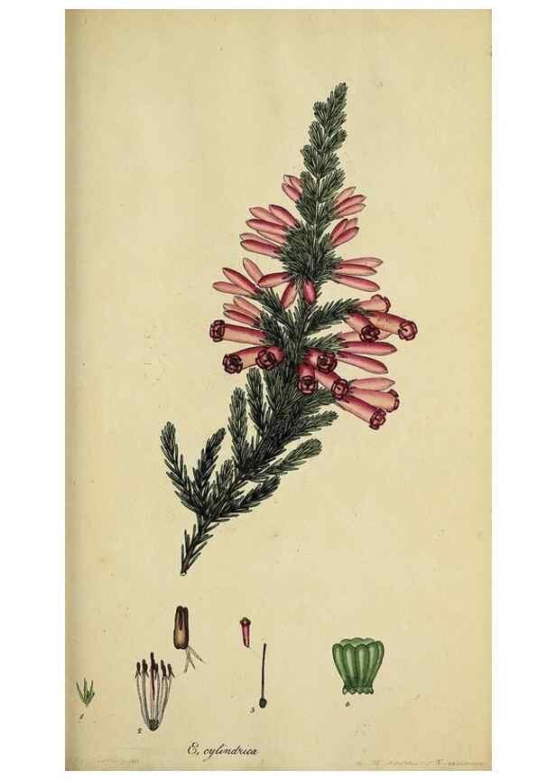 Reproducción/Reproduction 47818136752: The heathery, or, A monograph of the genus Erica :. London :Henry G. Bohn,1845.. 
