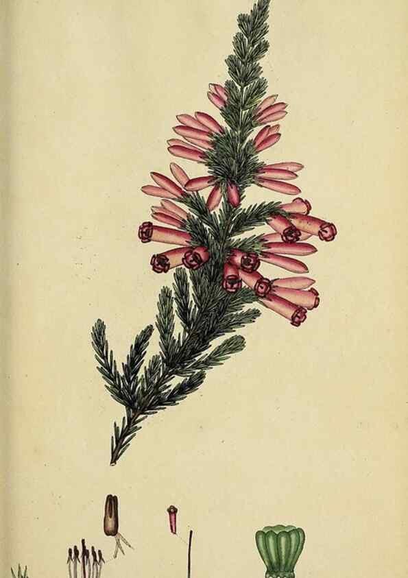 Reproducción/Reproduction 47818136752: The heathery, or, A monograph of the genus Erica :. London :Henry G. Bohn,1845.. 