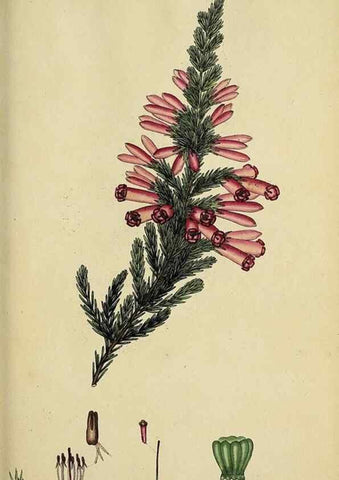 Reproducción/Reproduction 47818136752: The heathery, or, A monograph of the genus Erica :. London :Henry G. Bohn,1845.. 