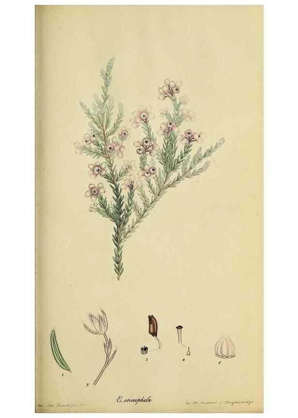 Reproducción/Reproduction 47818137652: The heathery, or, A monograph of the genus Erica :. London :Henry G. Bohn,1845.. 