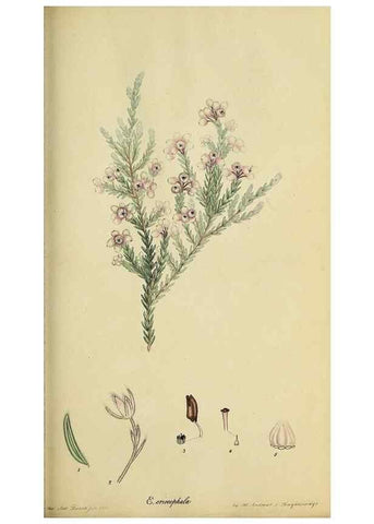Reproducción/Reproduction 47818137652: The heathery, or, A monograph of the genus Erica :. London :Henry G. Bohn,1845.. 