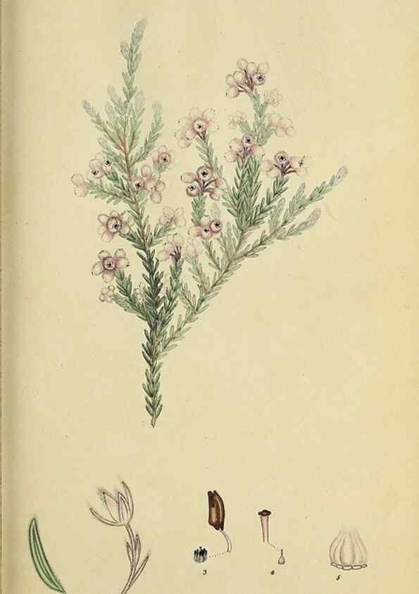 Reproducción/Reproduction 47818137652: The heathery, or, A monograph of the genus Erica :. London :Henry G. Bohn,1845.. 
