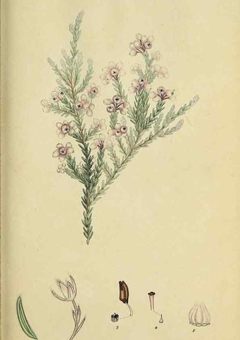 Reproducción/Reproduction 47818137652: The heathery, or, A monograph of the genus Erica :. London :Henry G. Bohn,1845.. 