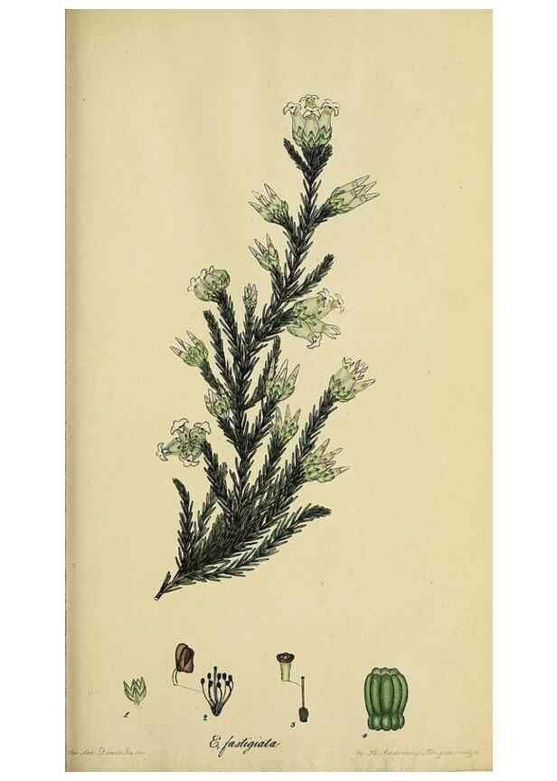 Reproducción/Reproduction 46954157565: The heathery, or, A monograph of the genus Erica :. London :Henry G. Bohn,1845.. 