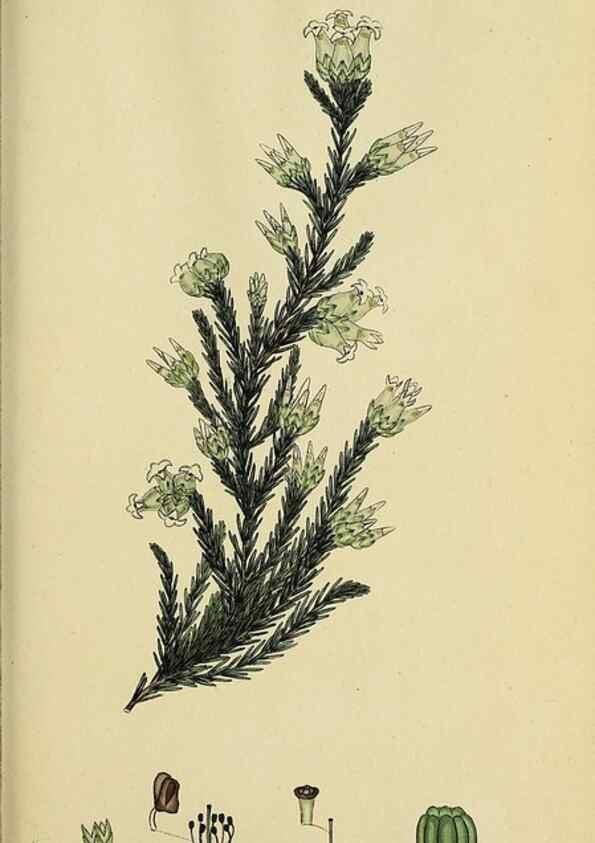 Reproducción/Reproduction 46954157565: The heathery, or, A monograph of the genus Erica :. London :Henry G. Bohn,1845.. 