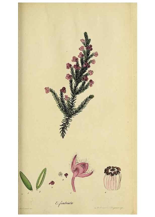 Reproducción/Reproduction 46954157935: The heathery, or, A monograph of the genus Erica :. London :Henry G. Bohn,1845.. 