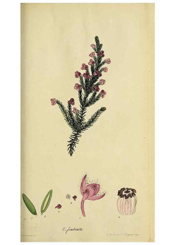 Reproducción/Reproduction 46954157935: The heathery, or, A monograph of the genus Erica :. London :Henry G. Bohn,1845.. 