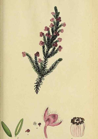 Reproducción/Reproduction 46954157935: The heathery, or, A monograph of the genus Erica :. London :Henry G. Bohn,1845.. 