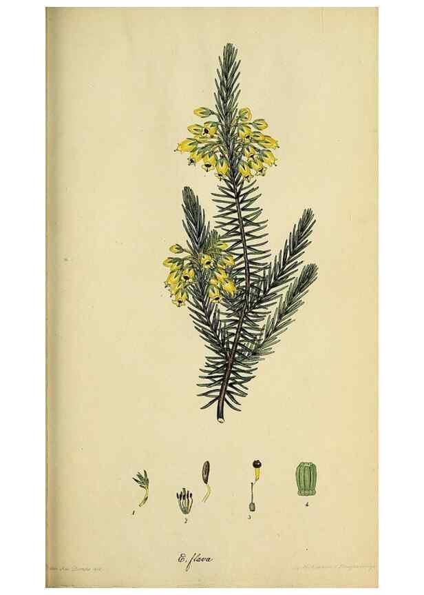 Reproducción/Reproduction 46954158215: The heathery, or, A monograph of the genus Erica :. London :Henry G. Bohn,1845.. 