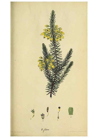 Reproducción/Reproduction 46954158215: The heathery, or, A monograph of the genus Erica :. London :Henry G. Bohn,1845.. 