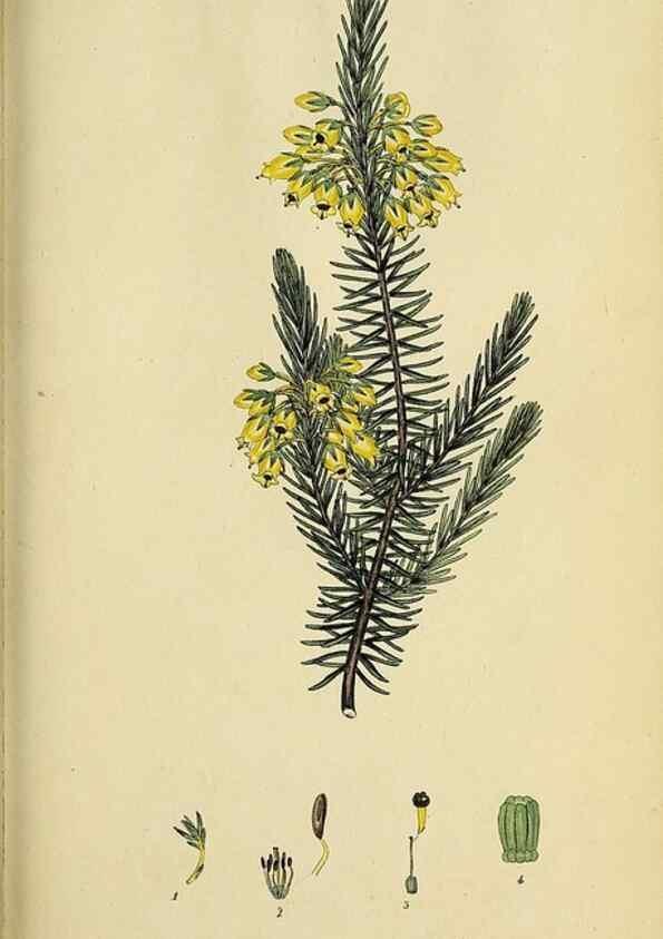 Reproducción/Reproduction 46954158215: The heathery, or, A monograph of the genus Erica :. London :Henry G. Bohn,1845.. 