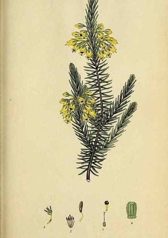 Reproducción/Reproduction 46954158215: The heathery, or, A monograph of the genus Erica :. London :Henry G. Bohn,1845.. 