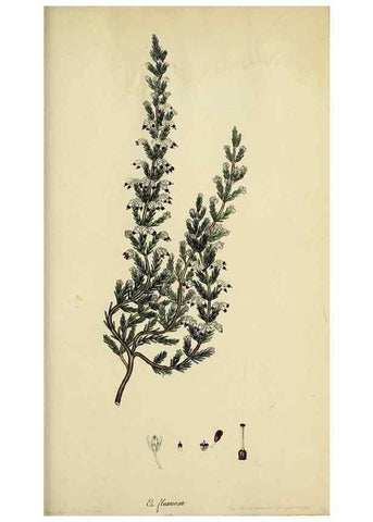 Reproducción/Reproduction 33993110798: The heathery, or, A monograph of the genus Erica :. London :Henry G. Bohn,1845.. 