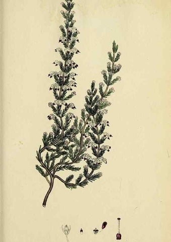 Reproducción/Reproduction 33993110798: The heathery, or, A monograph of the genus Erica :. London :Henry G. Bohn,1845.. 