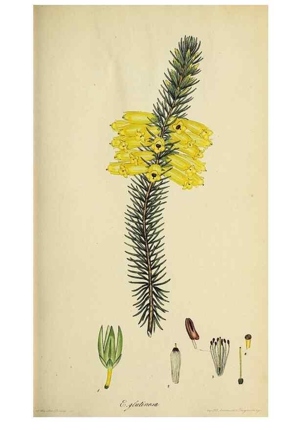 Reproducción/Reproduction 47870337981: The heathery, or, A monograph of the genus Erica :. London :Henry G. Bohn,1845.. 