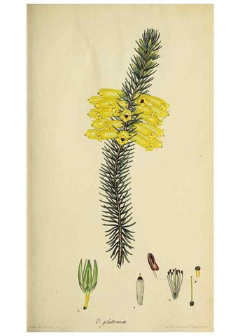 Reproducción/Reproduction 47870337981: The heathery, or, A monograph of the genus Erica :. London :Henry G. Bohn,1845.. 