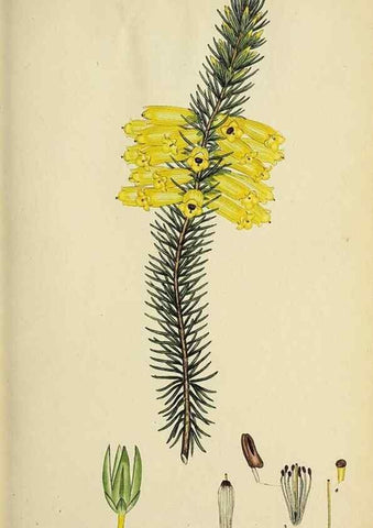 Reproducción/Reproduction 47870337981: The heathery, or, A monograph of the genus Erica :. London :Henry G. Bohn,1845.. 