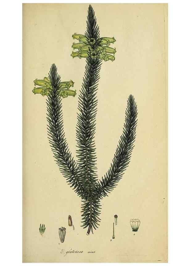 Reproducción/Reproduction 47818140842: The heathery, or, A monograph of the genus Erica :. London :Henry G. Bohn,1845.. 