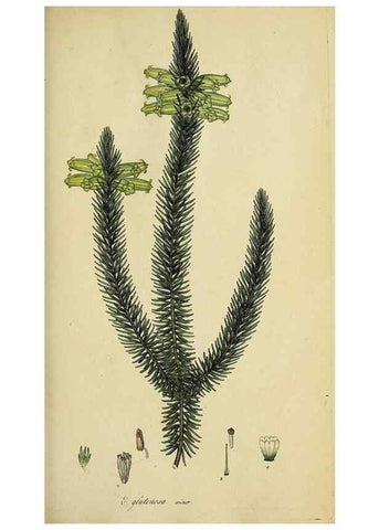 Reproducción/Reproduction 47818140842: The heathery, or, A monograph of the genus Erica :. London :Henry G. Bohn,1845.. 