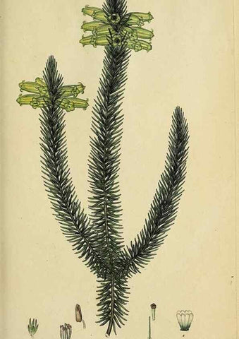Reproducción/Reproduction 47818140842: The heathery, or, A monograph of the genus Erica :. London :Henry G. Bohn,1845.. 