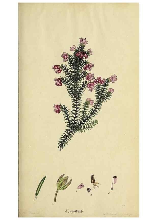 Reproducción/Reproduction 47870329961: The heathery, or, A monograph of the genus Erica :. London :Henry G. Bohn,1845.. 