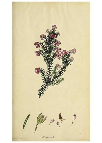 Reproducción/Reproduction 47870329961: The heathery, or, A monograph of the genus Erica :. London :Henry G. Bohn,1845.. 