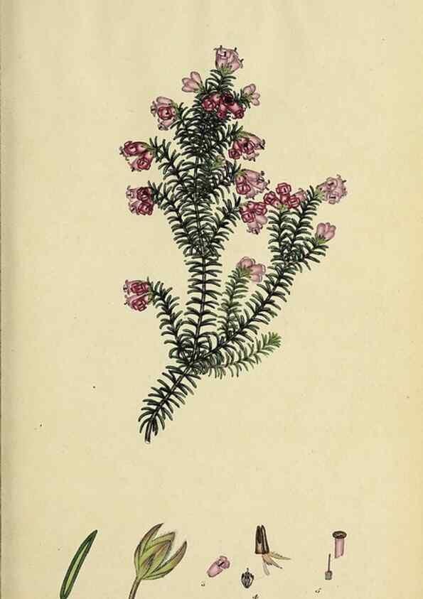 Reproducción/Reproduction 47870329961: The heathery, or, A monograph of the genus Erica :. London :Henry G. Bohn,1845.. 